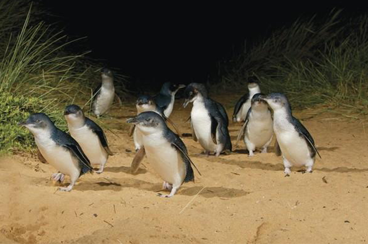 Phillips Island Australia