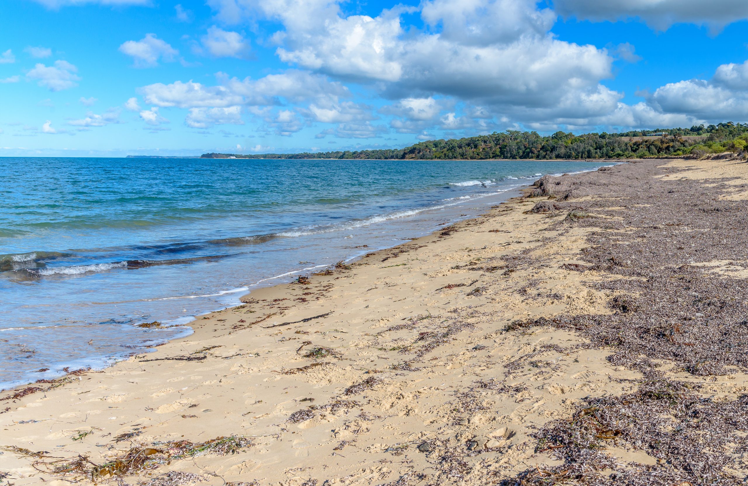 The shoreline of Merricks Beach looking towards Point Leo in Victoria, Australia with seaweed on the sand of the beach.